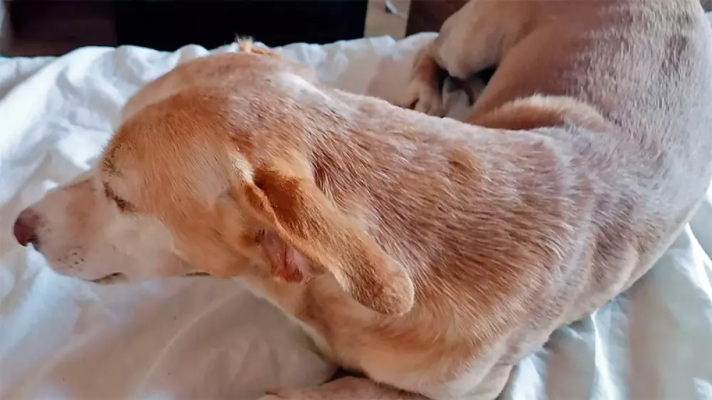 ¡Qué viejito estás, Morito!