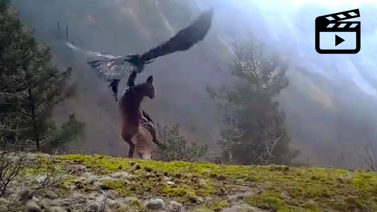   águila caza zorro