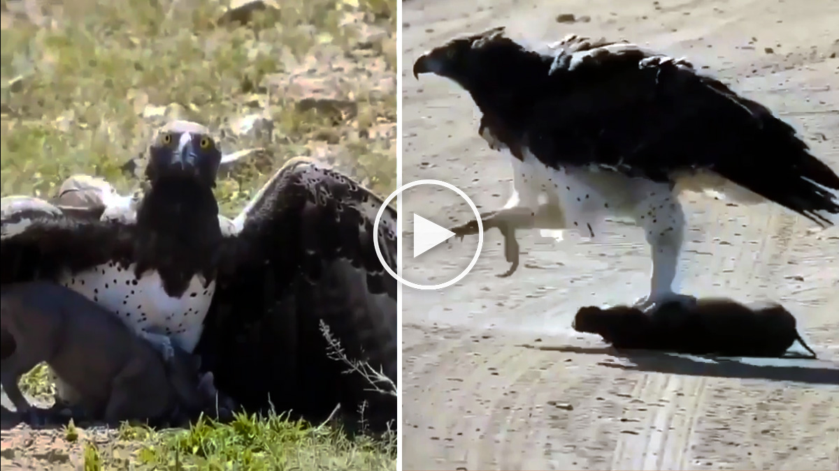 Águila caza jabalí