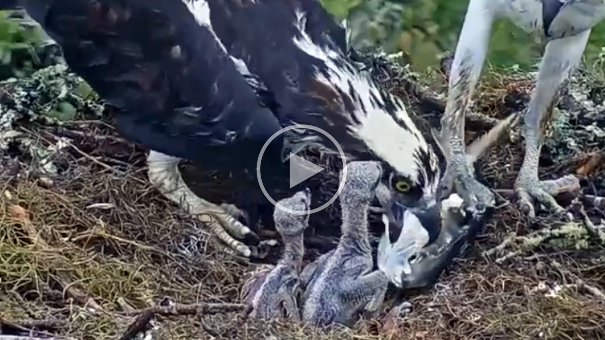  águila pescadora alimenta pollos nido