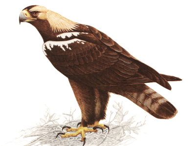  águila imperial ibérica
