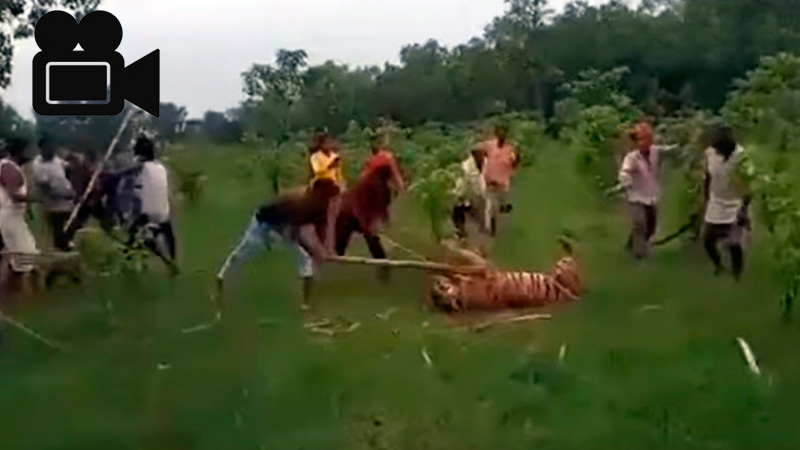  aldeanos golpeando con palos tigre