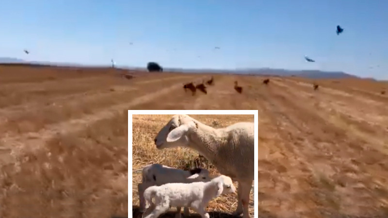  buitres atacan a ovejas vivas