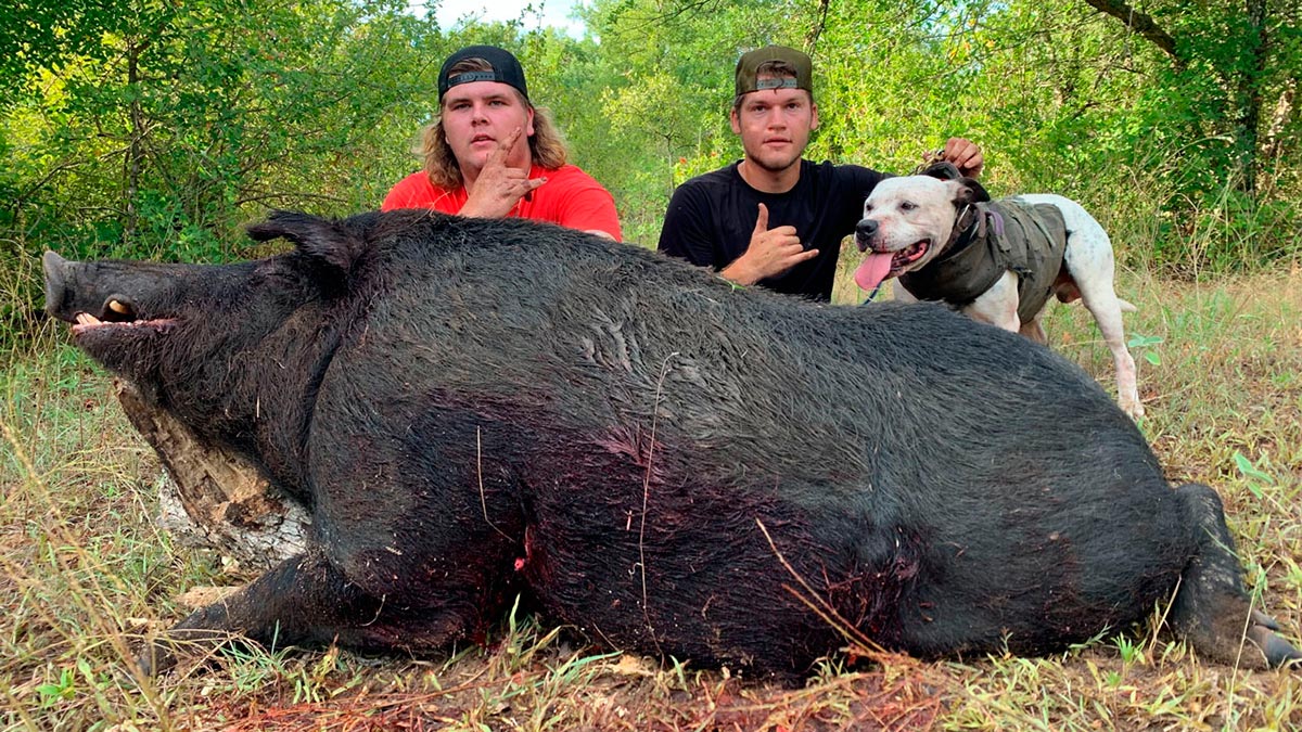  impresionante cerdo salvaje de 210 kilos