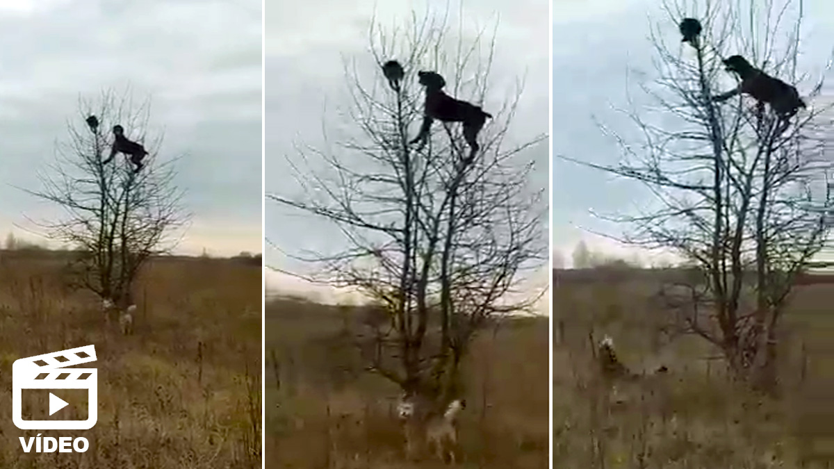  perro escala a la copa de un árbol
