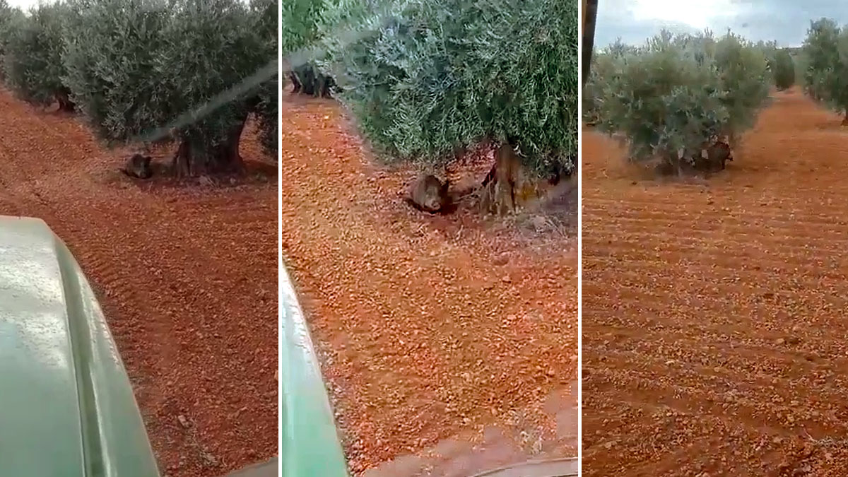  Agricultor encuentra jabalí dormido entre olivos