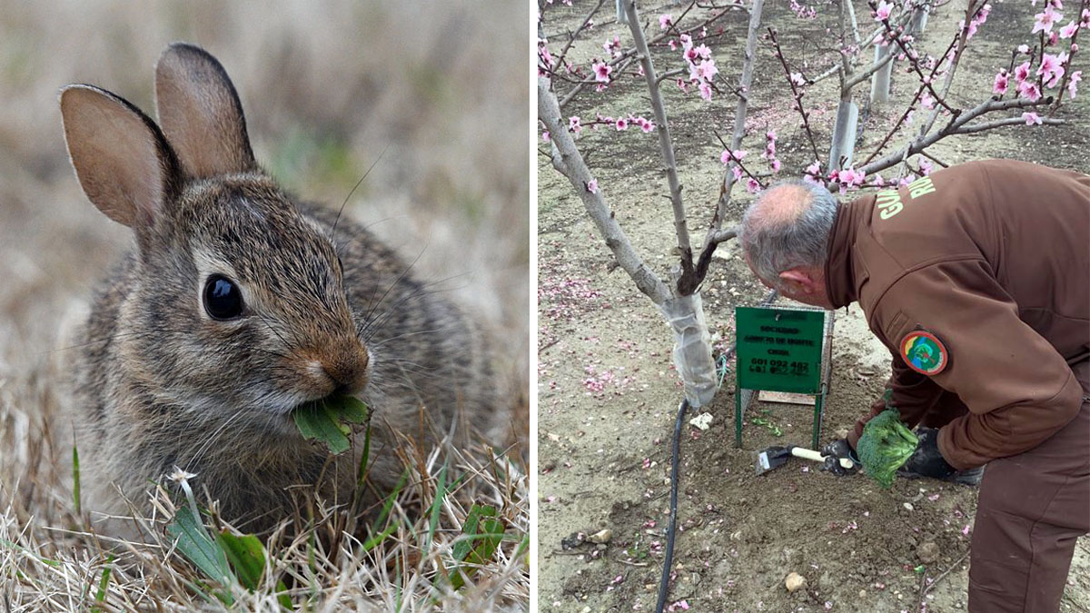 Trampas para conejos que dañan frutales en Murcia