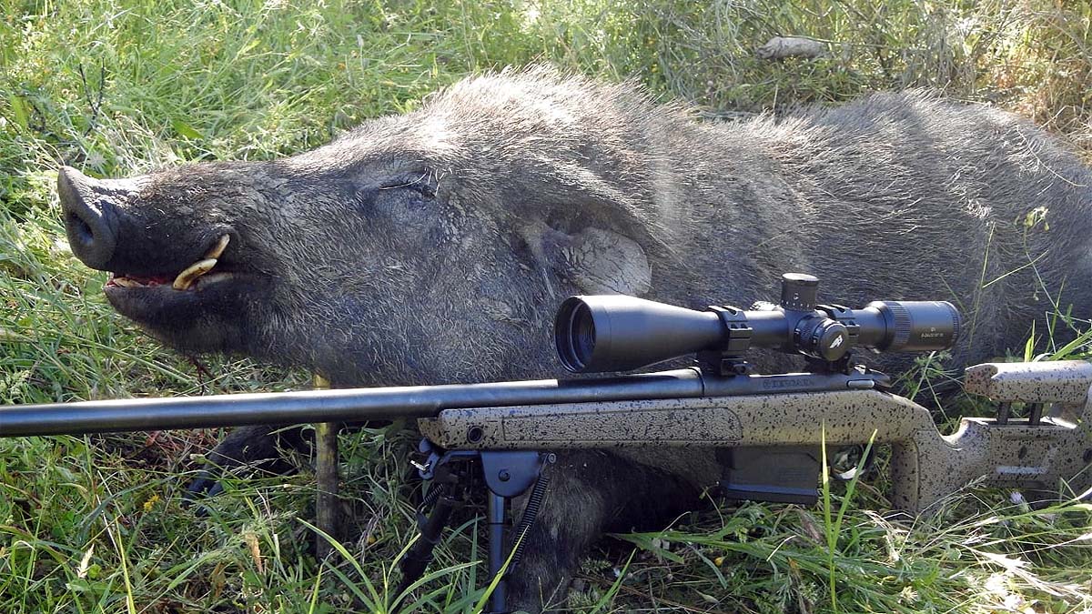  caza jabalí híbrido 130 kilos herido todo cuerpo otros machos