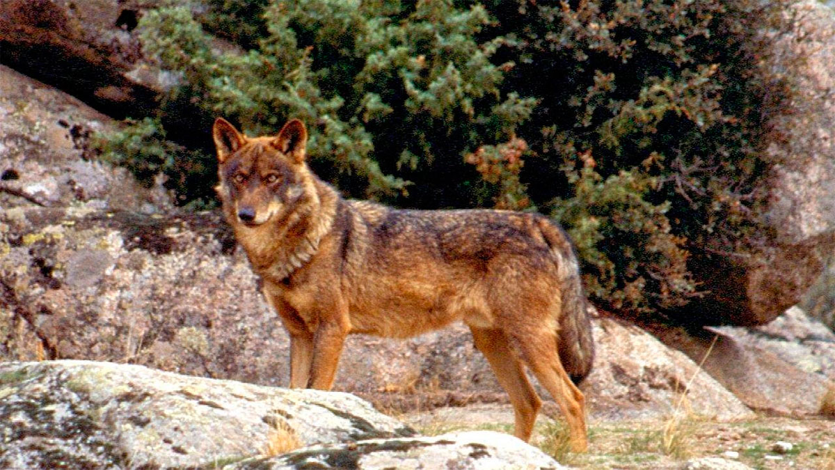 caza lobo