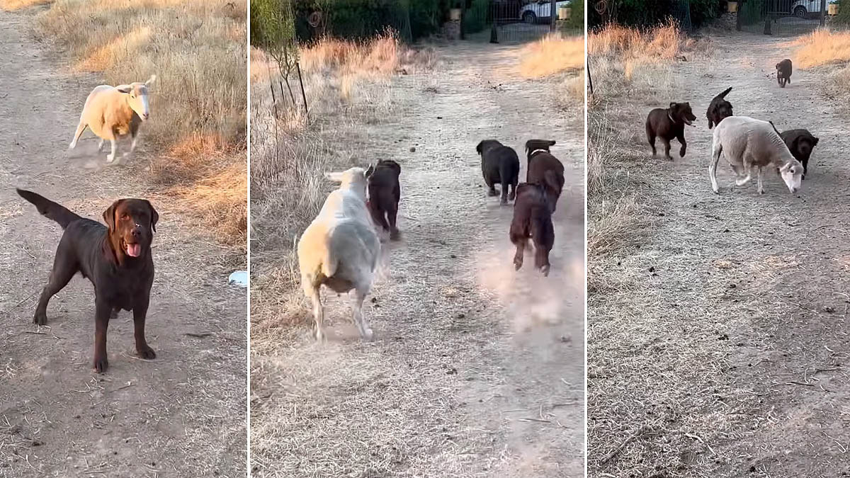  oveja juega con perros a traer pelota